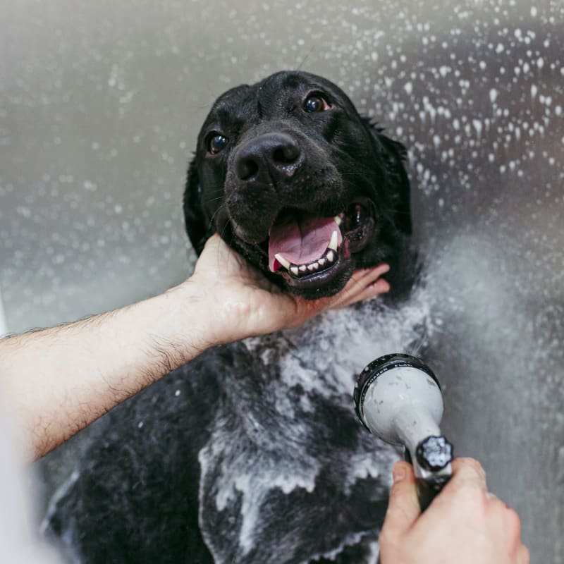 Bathing & Pet Grooming, Richmond Veterinarians